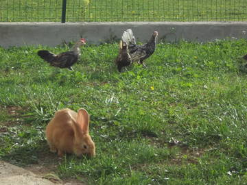 Logement Entier Le Fied 49793-5