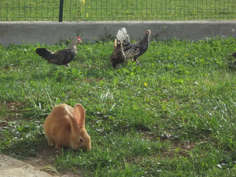 Toda La Casa Le Fied 49793-5