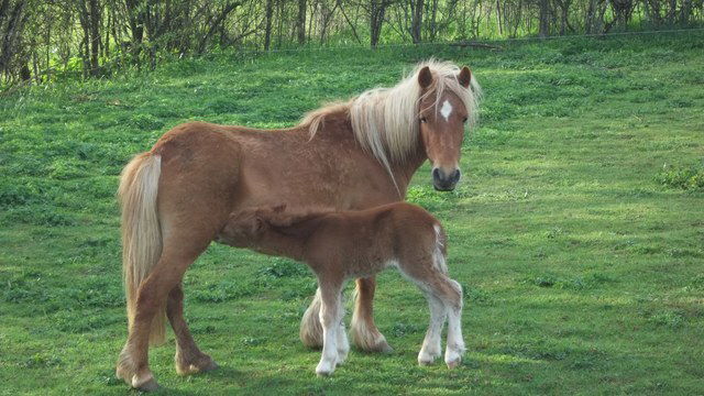 Independent Studio Le Fied 49793