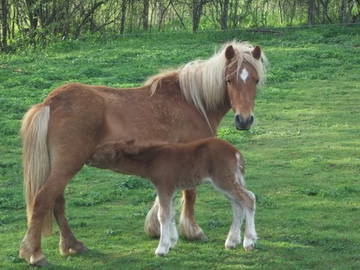 Logement Entier Le Fied 49793-8