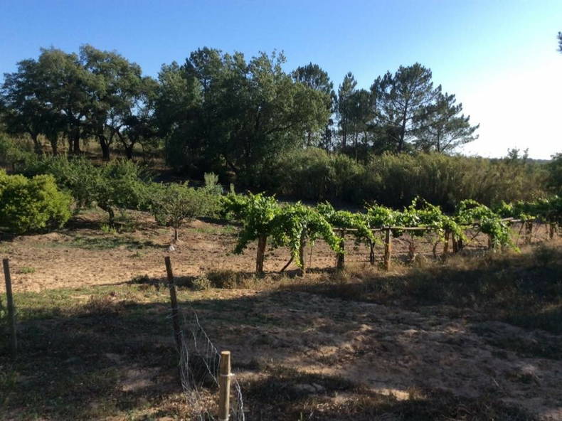 Logement Entier Grândola 228036-3