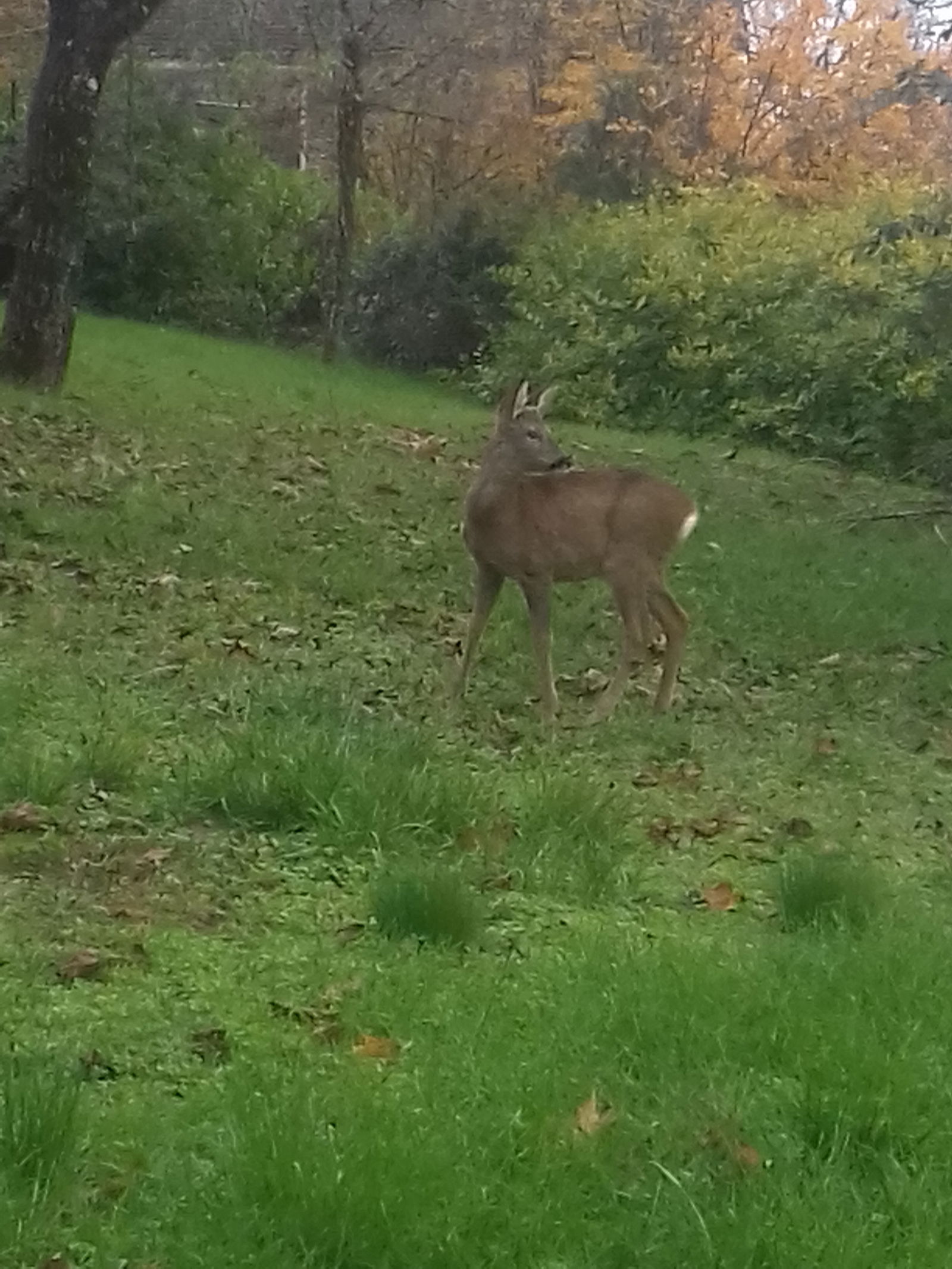 Homestay Carayac 29986