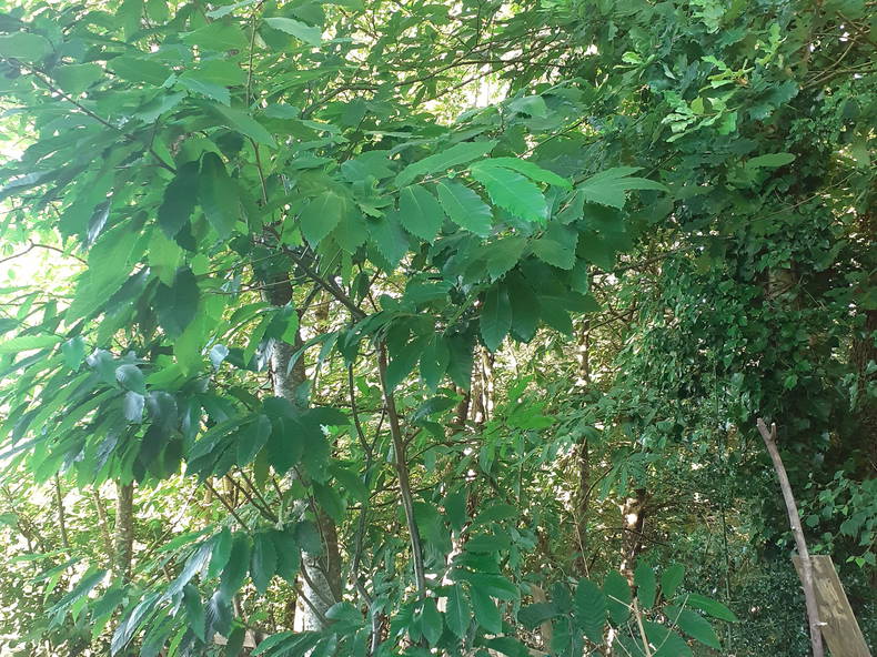 Homestay Grand-Champ 141038-2