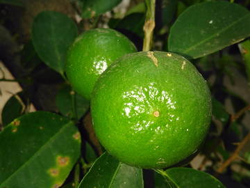 Chambre Chez L'habitant Lomé 151956-9