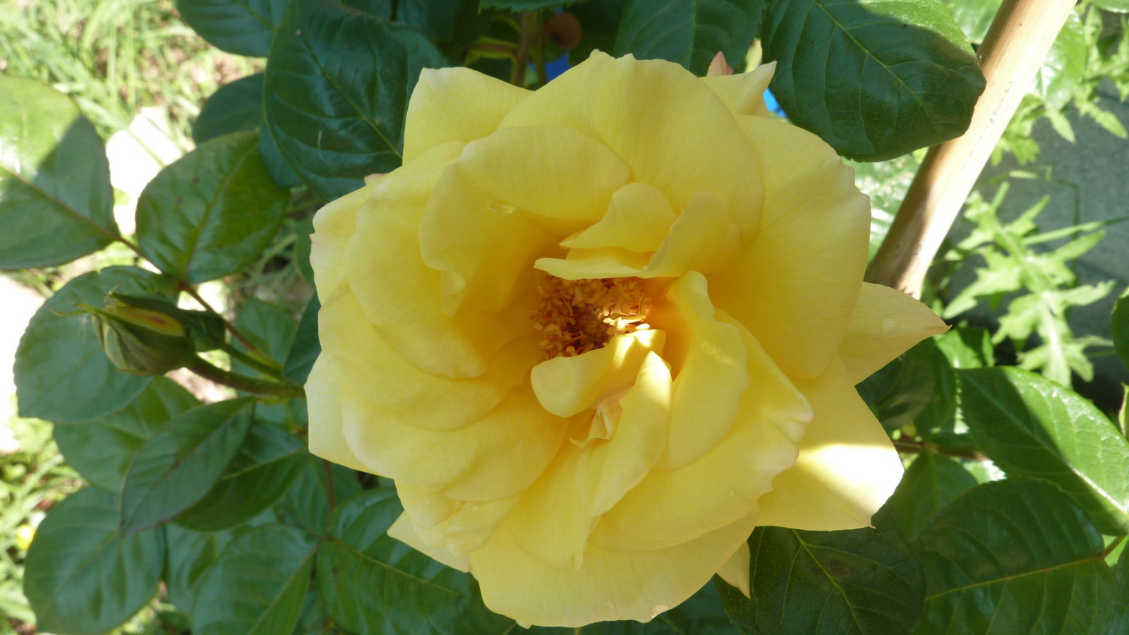 Famiglia Saint-André-de-Najac 204568