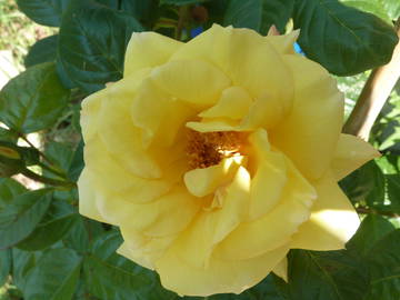 Famiglia Saint-André-De-Najac 204568-6