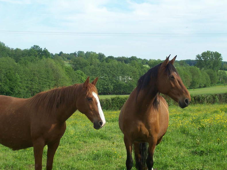 Tuisverblyf Mouhers 111512-2