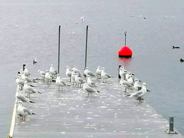 Homestay Morges 244652-8