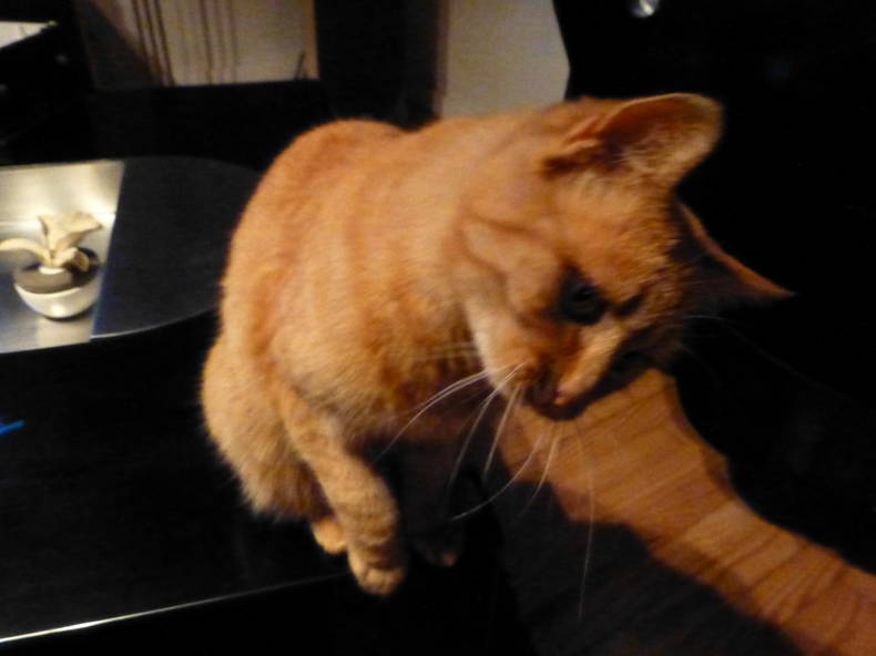 Chambre Chez L'habitant Molsheim 153491-1