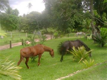 Chambre D'hôte Bahia 144275-4
