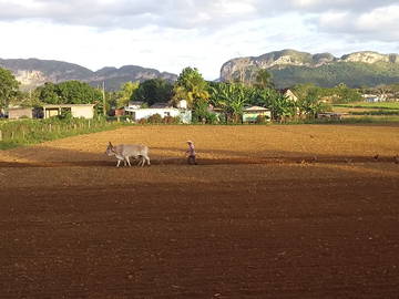 Chambre Chez L'habitant Viñales 266219-24