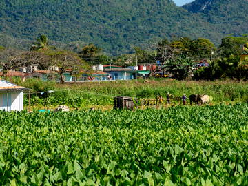 Chambre Chez L'habitant Viñales 266220-12