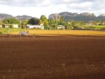 Chambre Chez L'habitant Viñales 266220-19