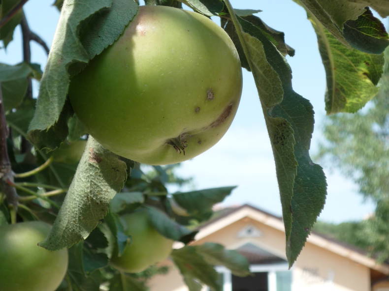 Casa Inteira Varna 35887-2