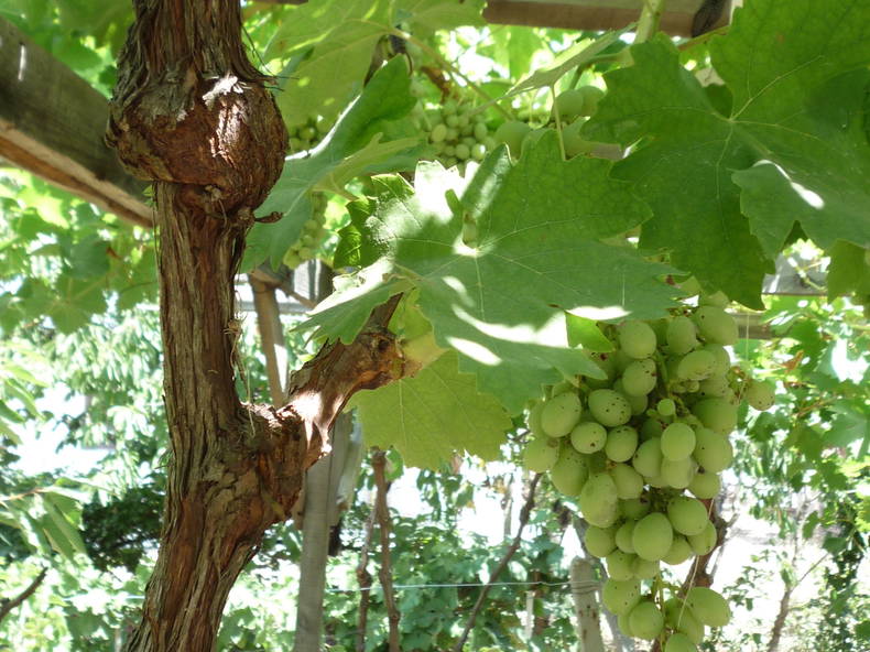 Casa Inteira Varna 35887-3