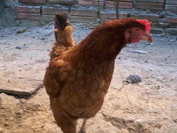 Chambre Chez L'habitant Macapá 89812-4