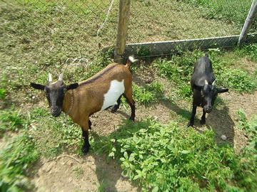 Logement Entier Villeréal 79466-8