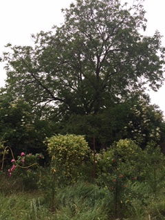 Entire Home Genlis 223789