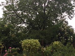 Logement Entier Genlis 223789-9