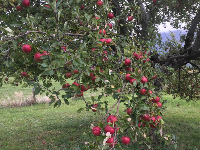 Toda La Casa Thonon-les-Bains 263148-4