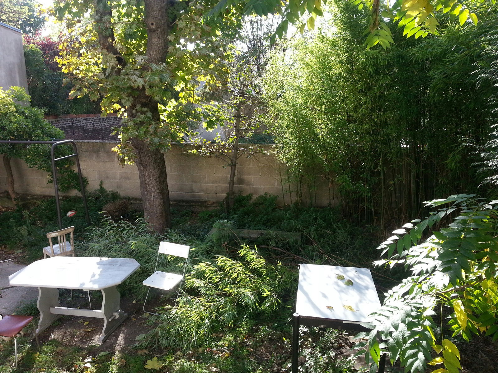 Kolokasie Asnières-sur-Seine 124286