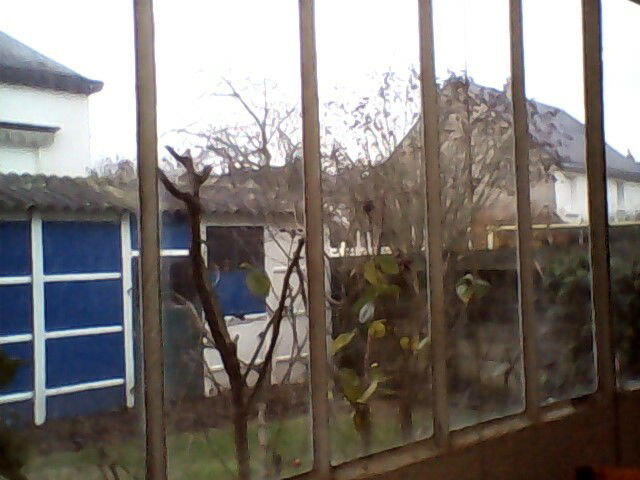 Kolokasie Saint-Pierre-des-Corps 121293