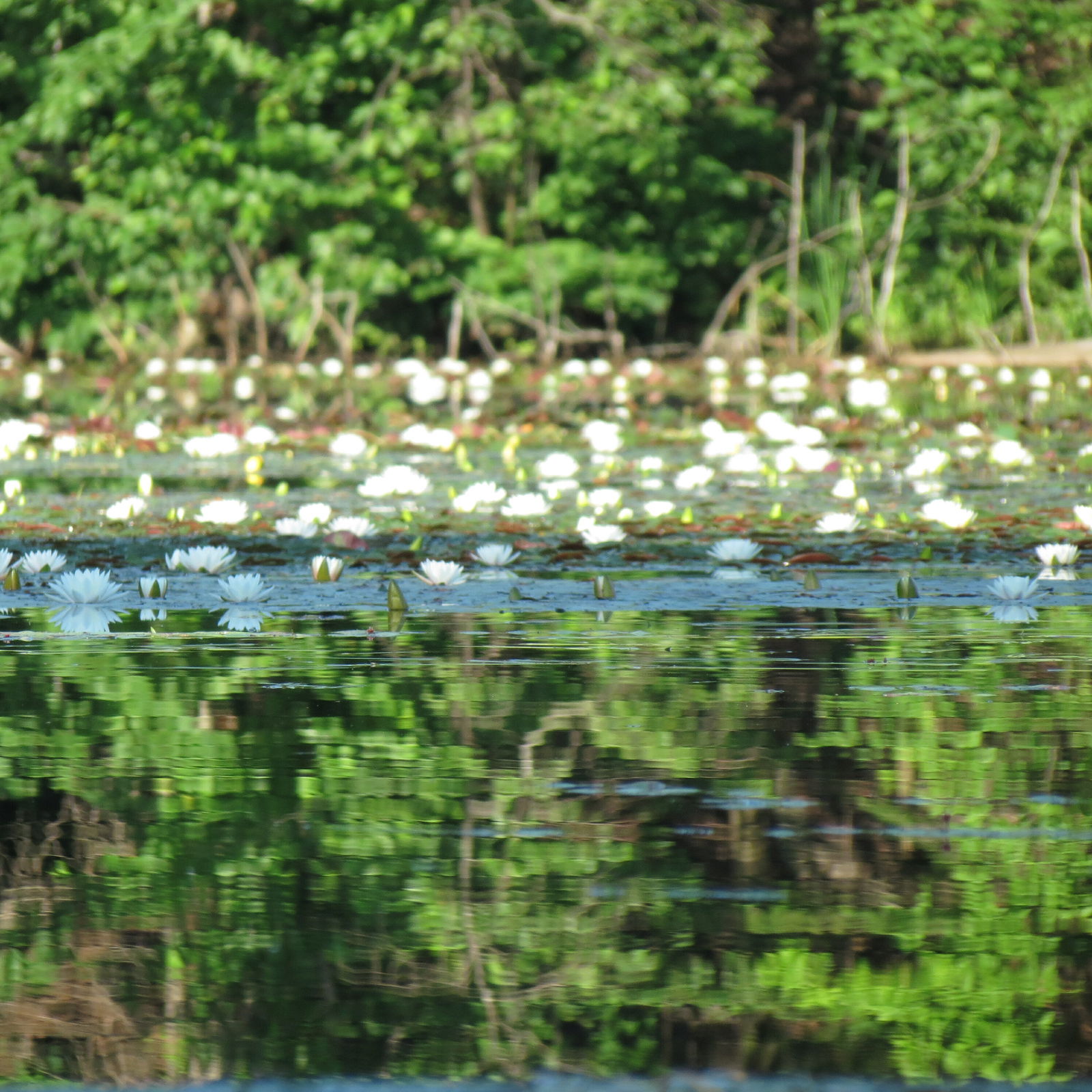 Gastgezin Prévost 199376