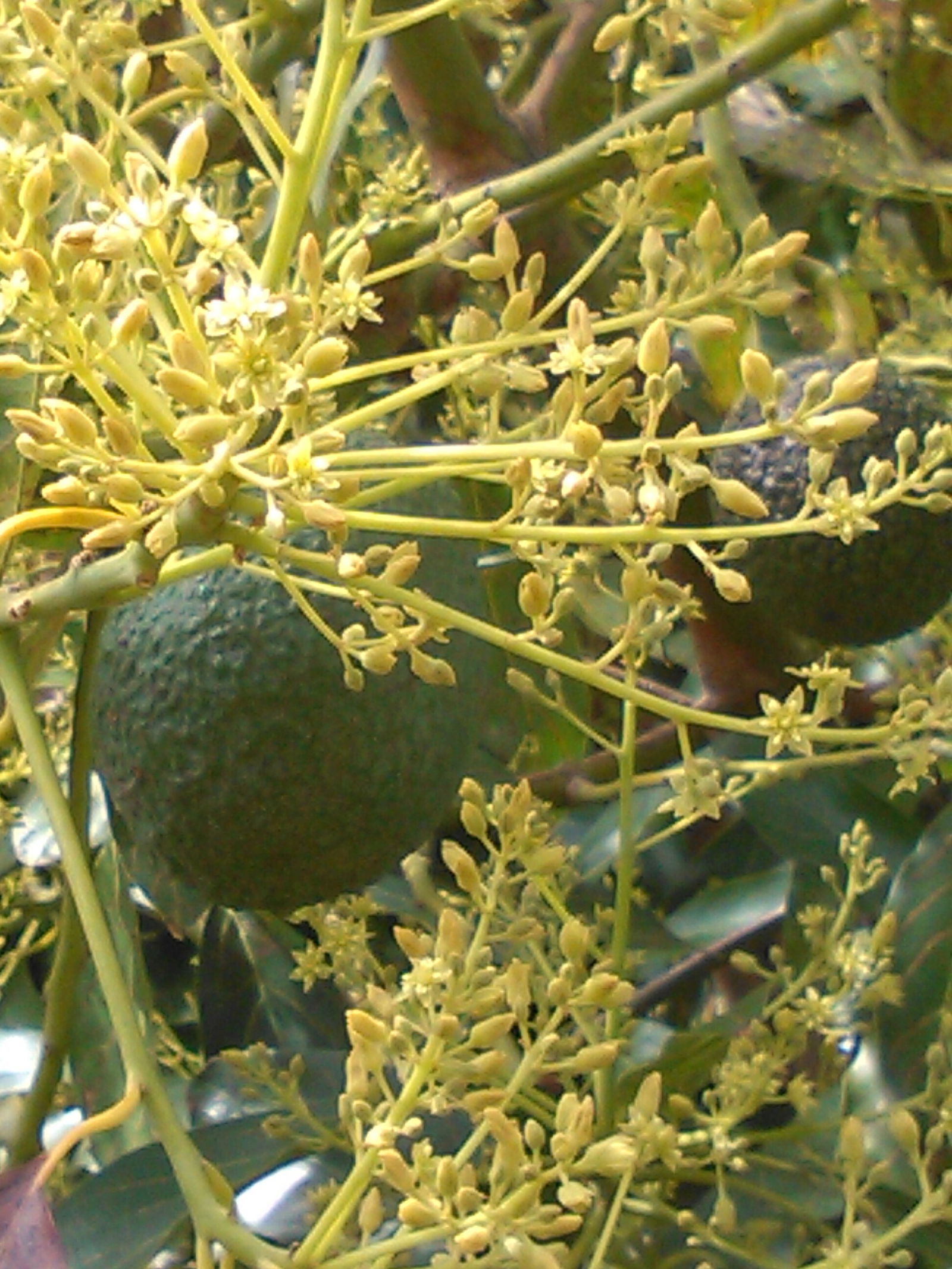 Vierashuoneet Almuñécar 60949