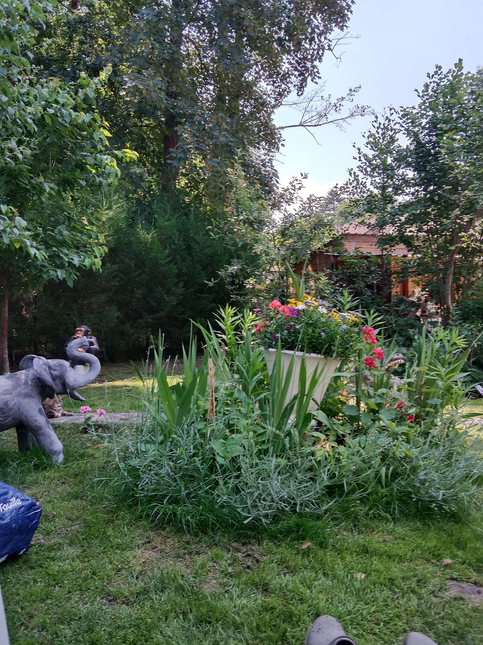 Kolokasie Septeuil 513541