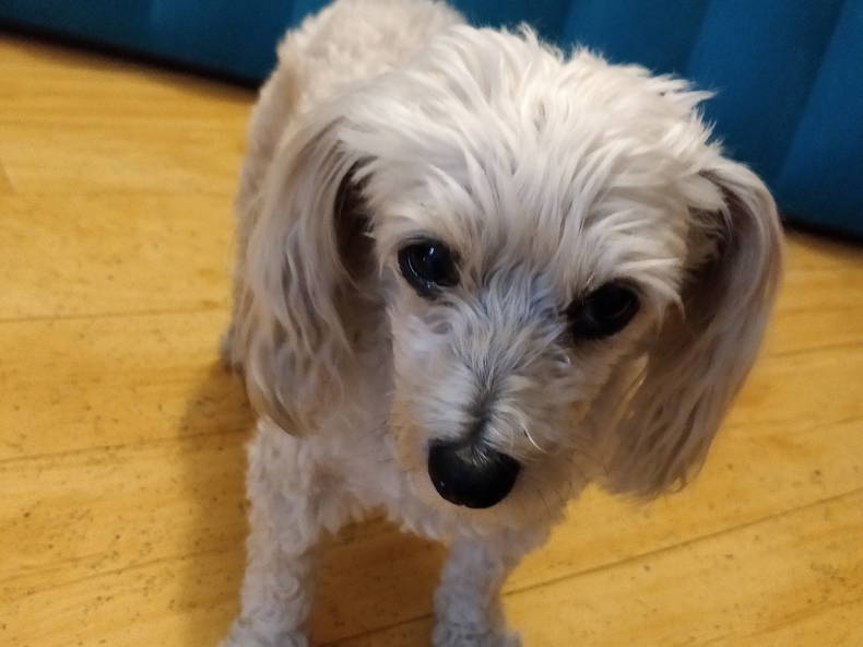 Gastfamilie Lyon 233176-3