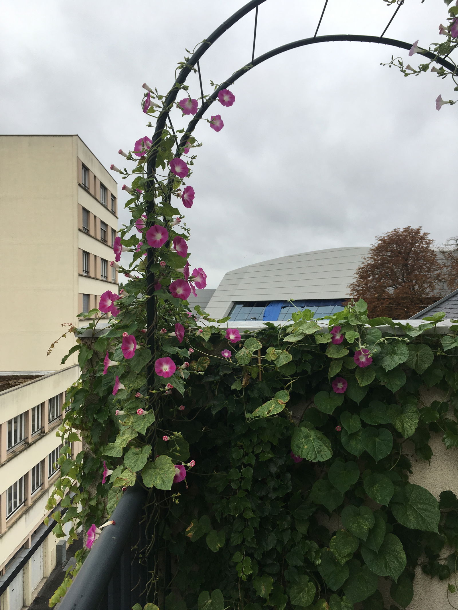 Hemvistelse Reims 218654