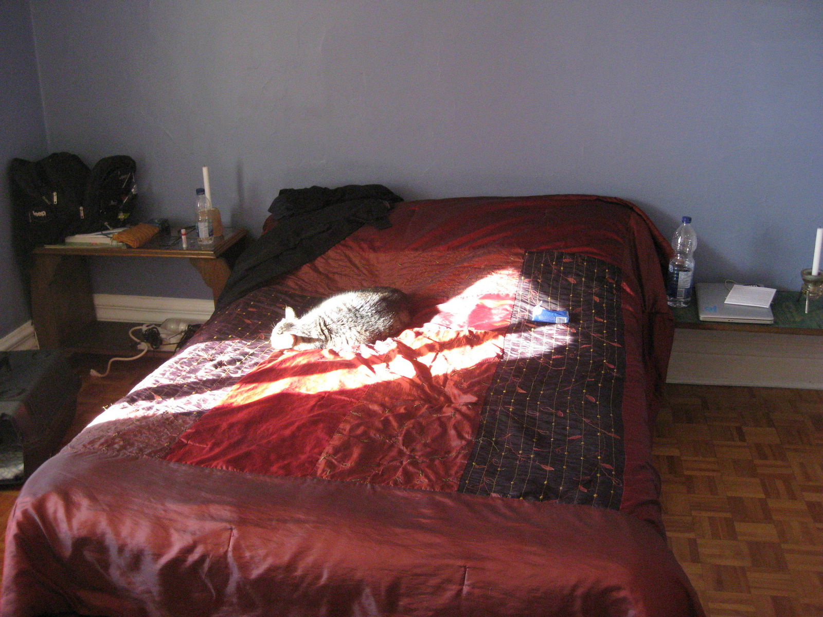 Kolokasie Montréal 109215