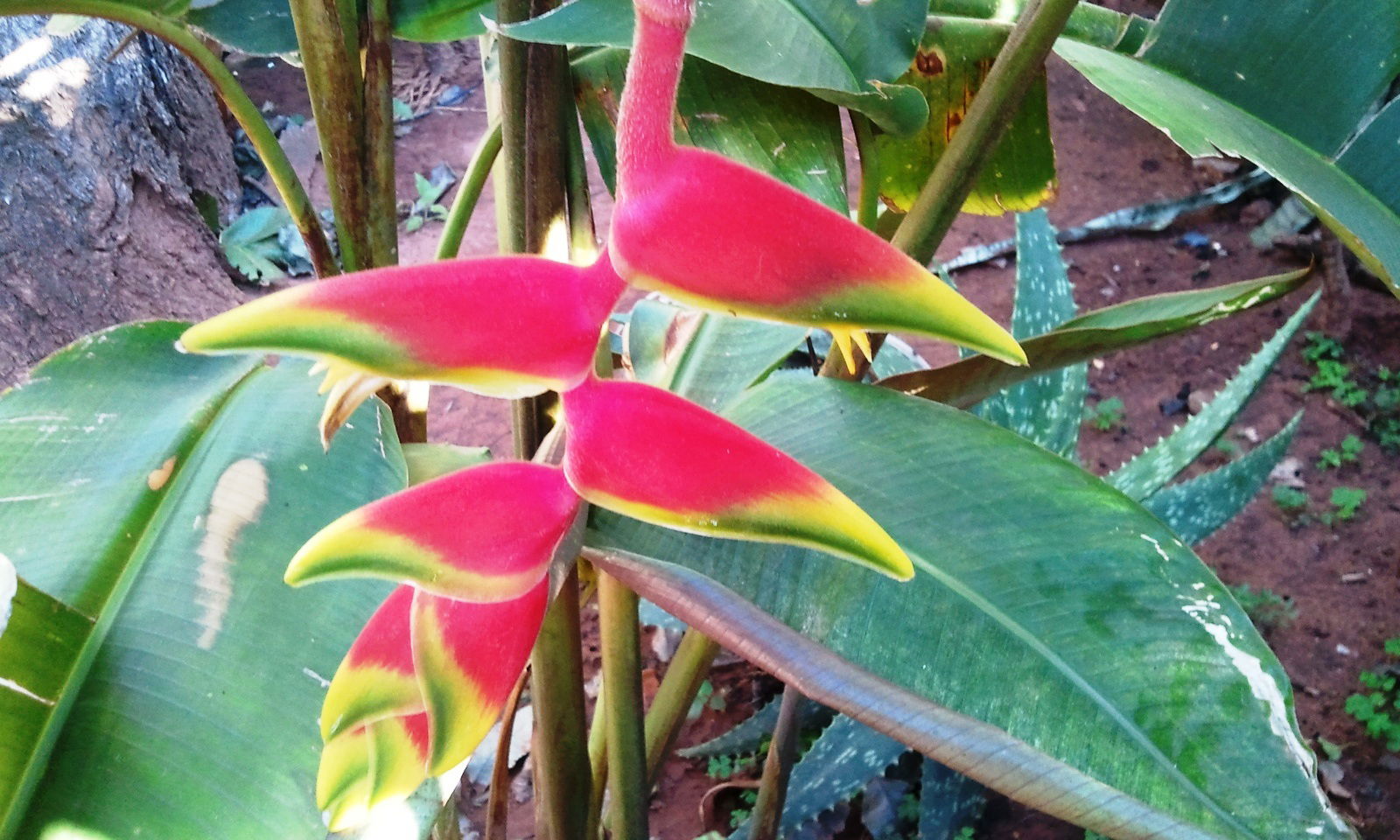 Homestay Asuncion 88612