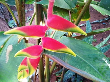 Chambre Chez L'habitant Asuncion 88612-10