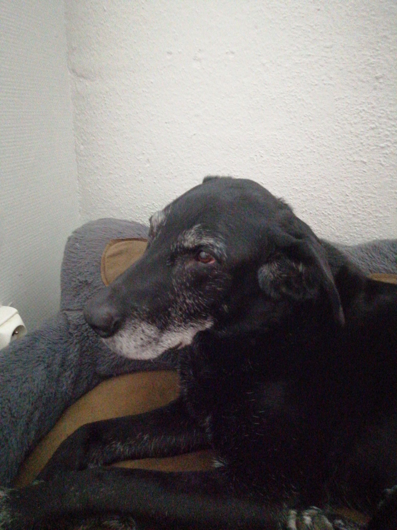 Colocatie Colmar 250031