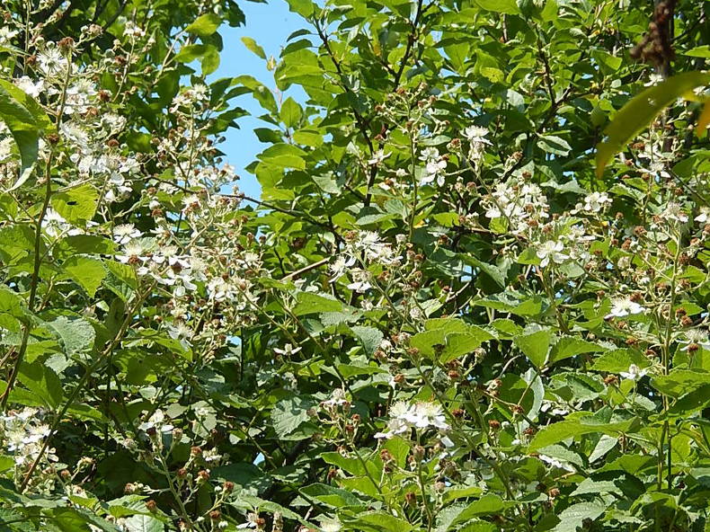 Homestay Poviglio 237390-5