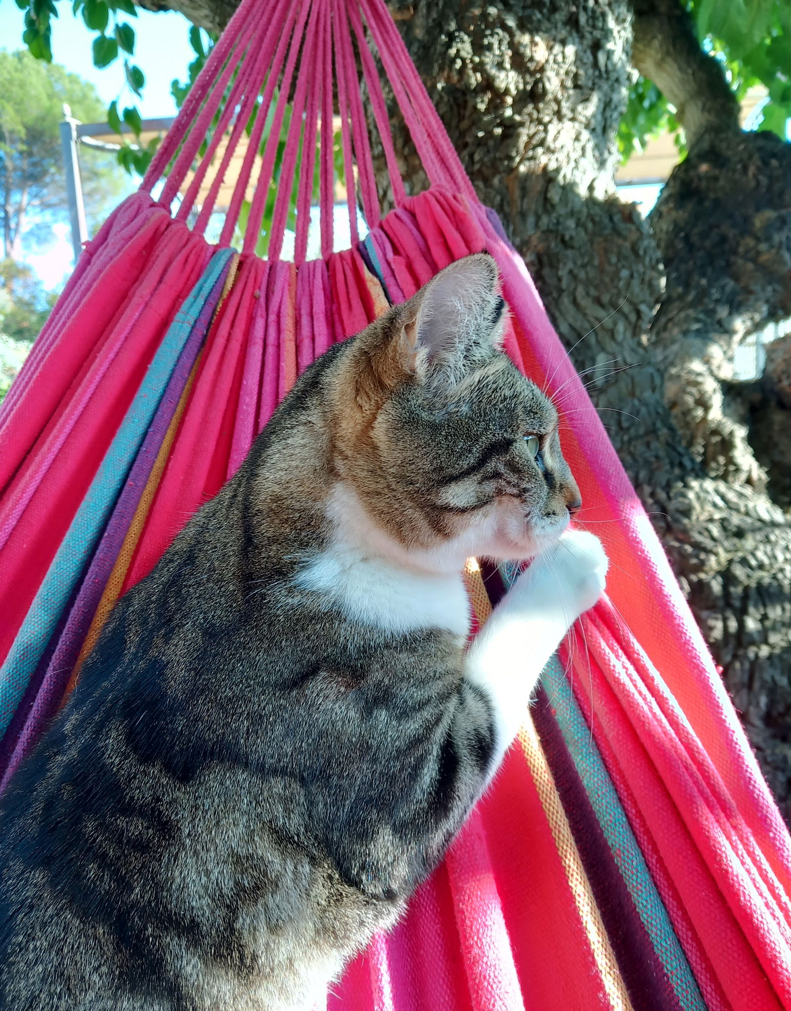 Famiglia Alès 264216