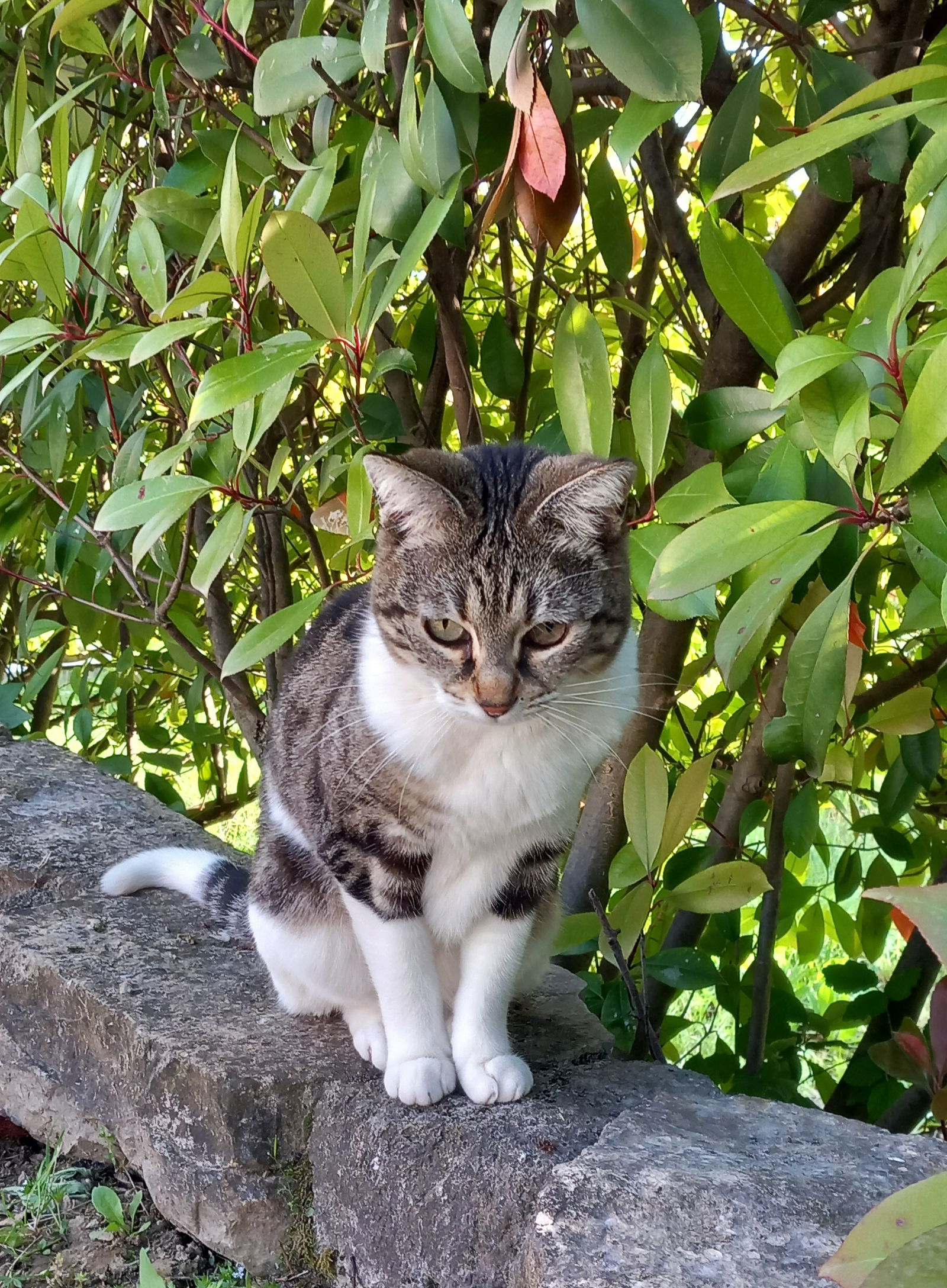 Famiglia Alès 264216