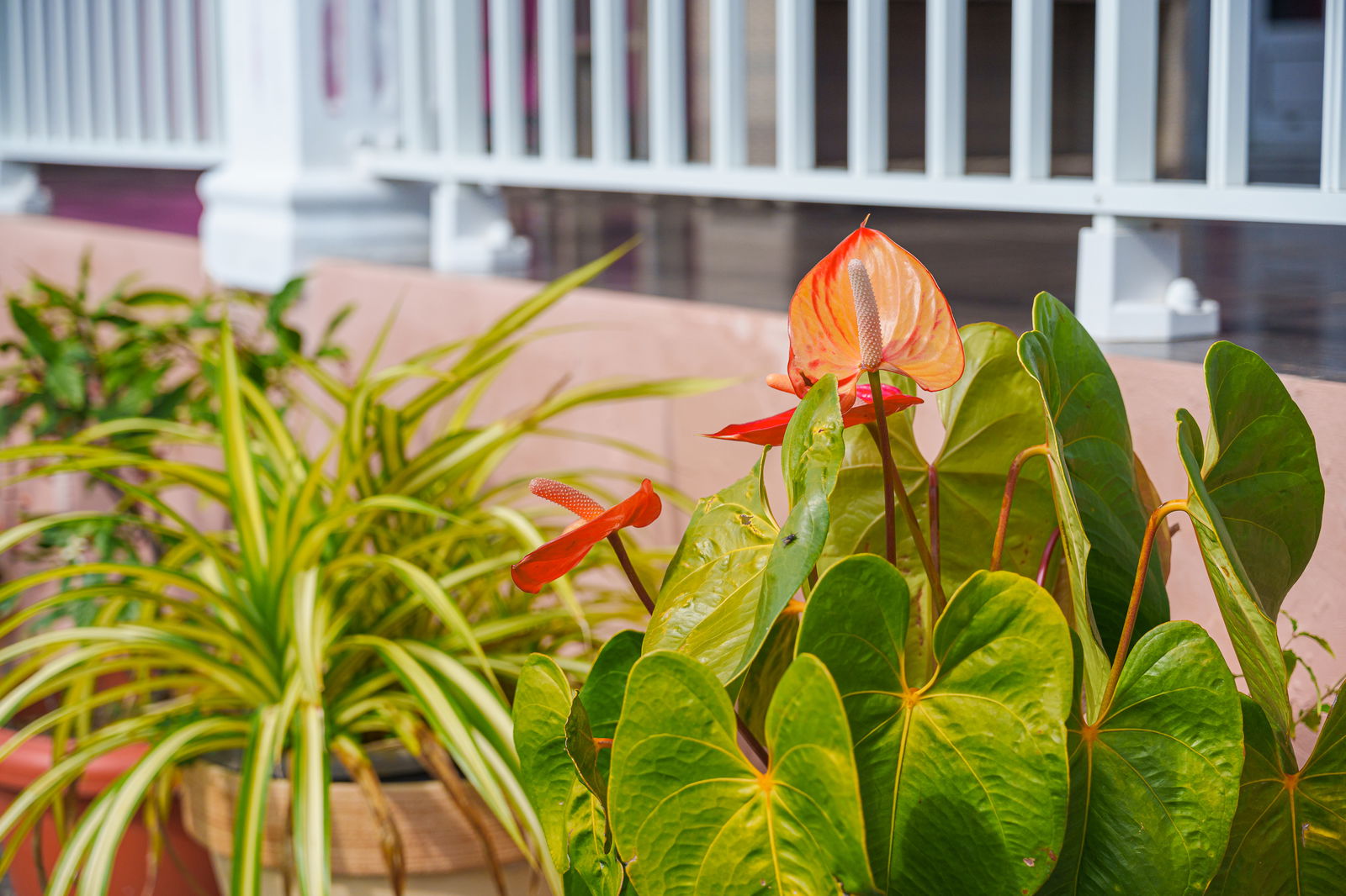 Monolocale Indipendente Ste Suzanne 251678