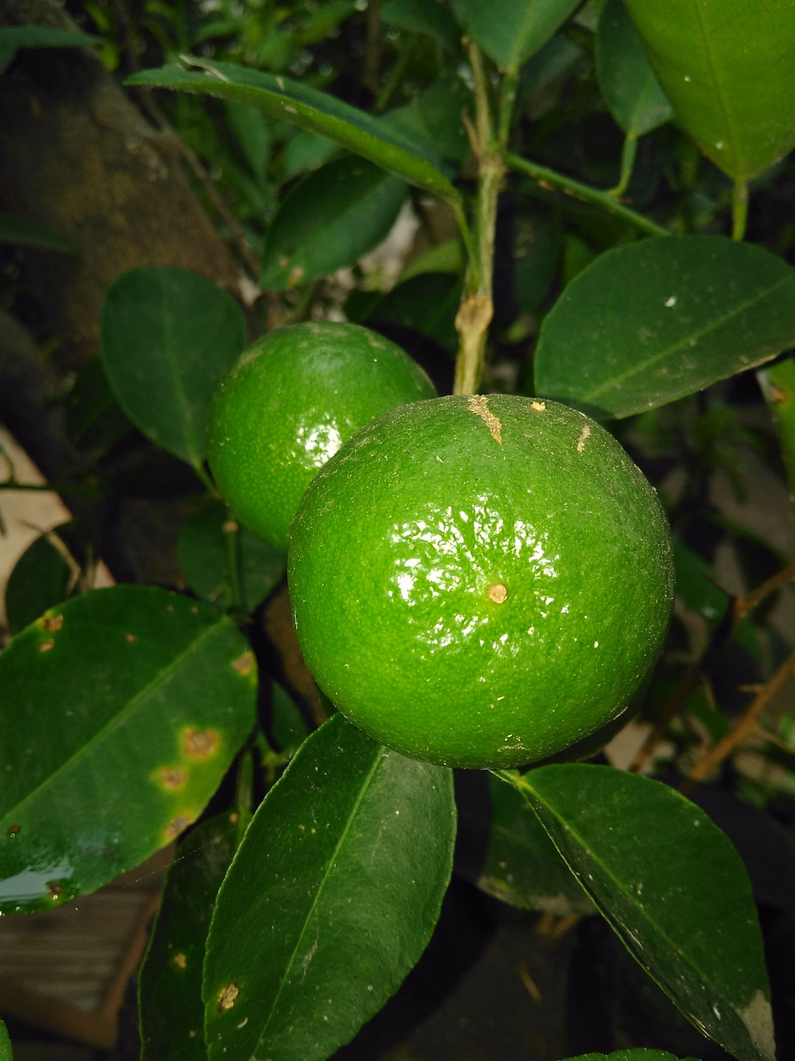 Famiglia Lomé 151956