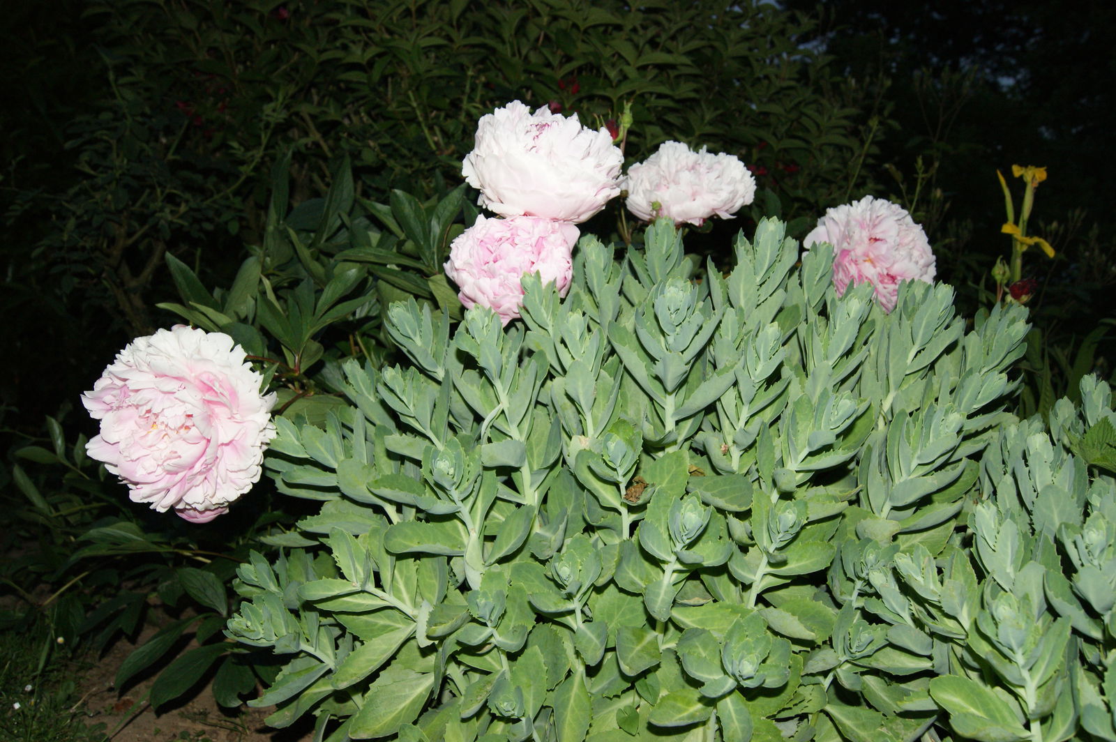 Tutta La Casa Bretteville du Grand Caux 66099