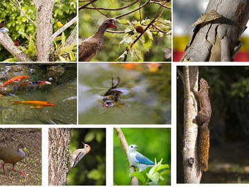 Logement Entier Ibagué 123304-4