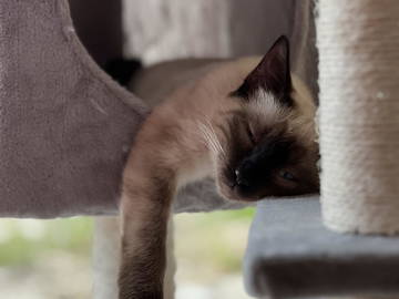 Gastfamilie Yvré-L'évêque 370159-6