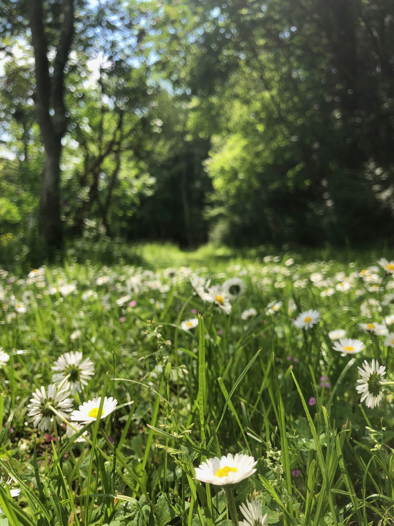 Gæsteværelser Pourrain 646033