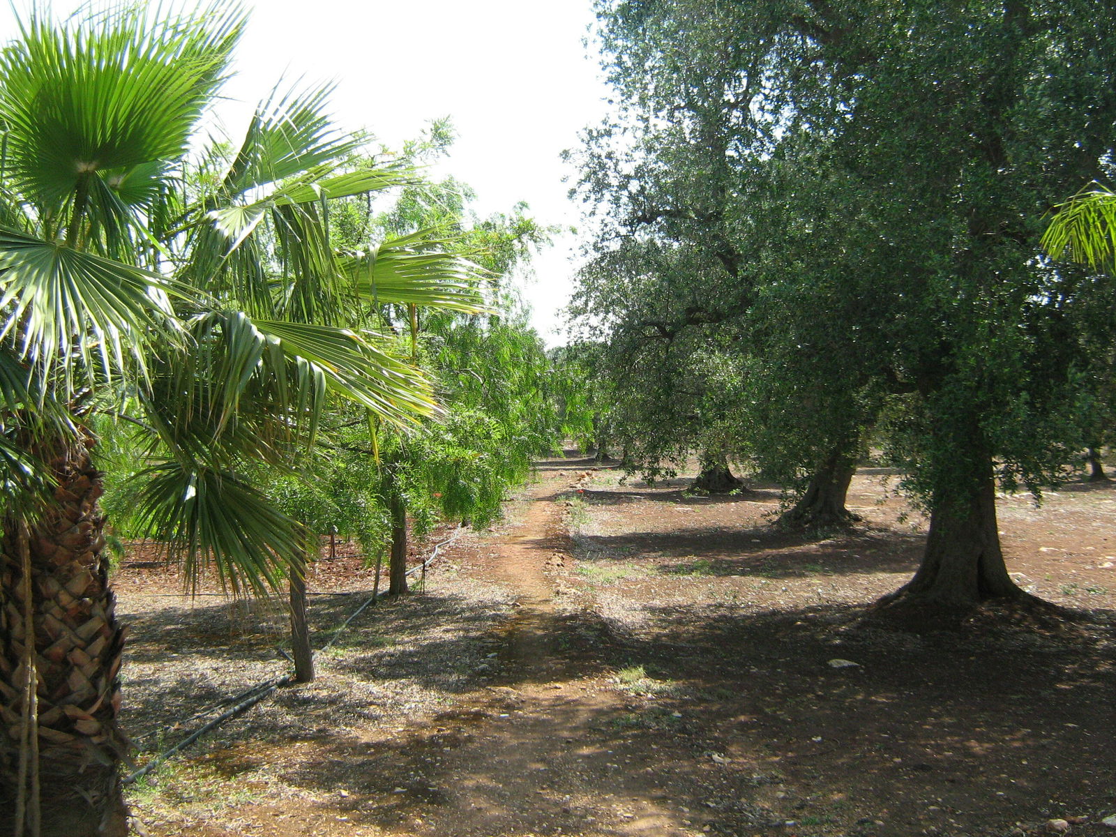 Estudio Independiente Puglia 167498