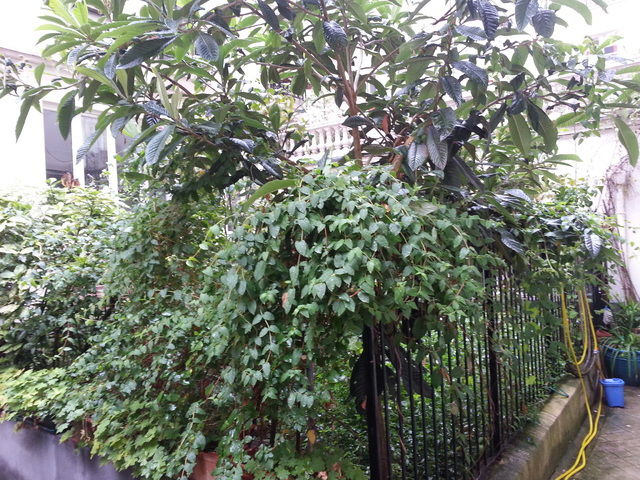 Kotimajoitus Paris 55455