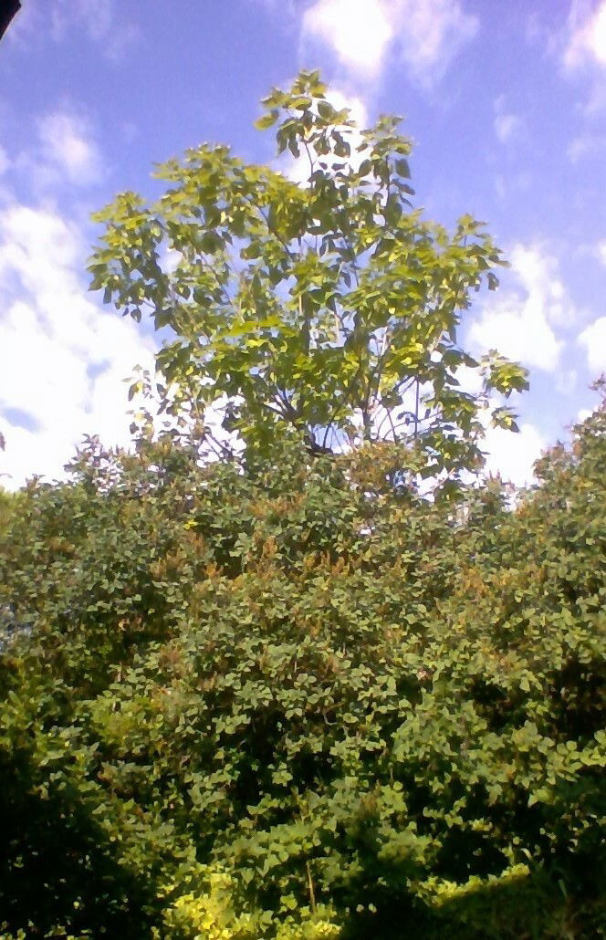 Järjestäminen Rousset 109396