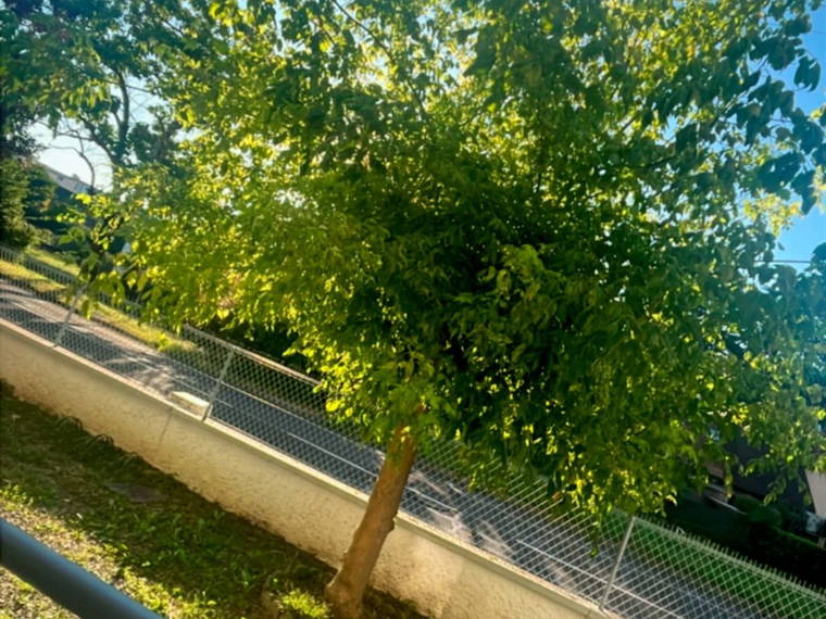 Chambre À Louer Billère 508454