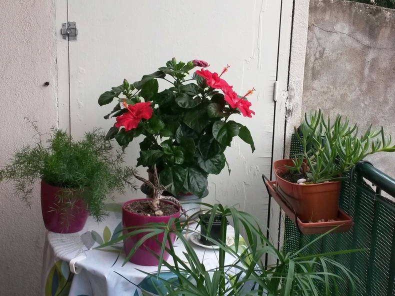 Gehele Woning Nîmes 34462-4