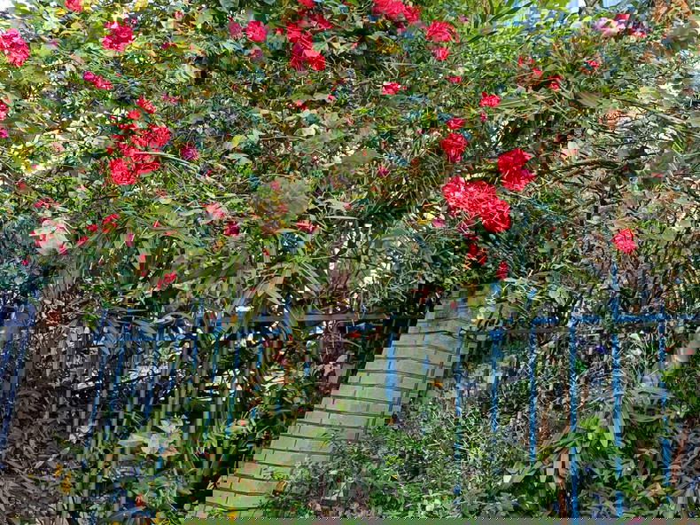 Chambre Chez L'habitant Paris 662625-2